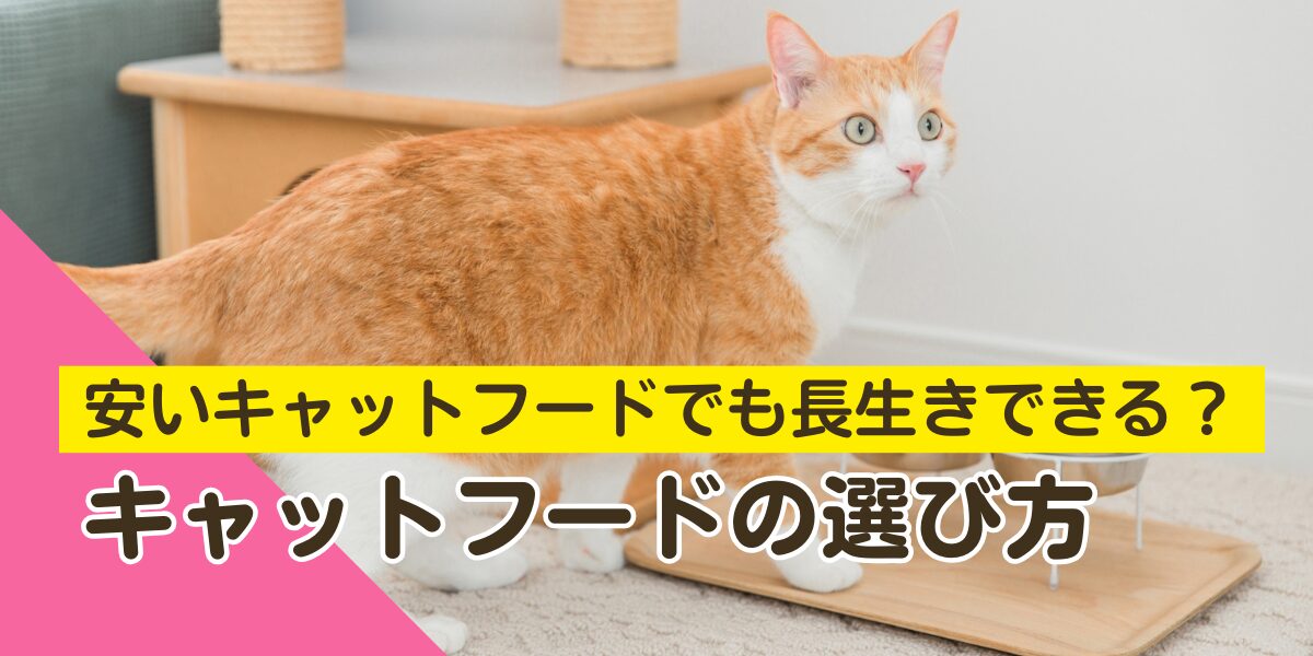 安いキャットフードでも猫は長生きできるのか